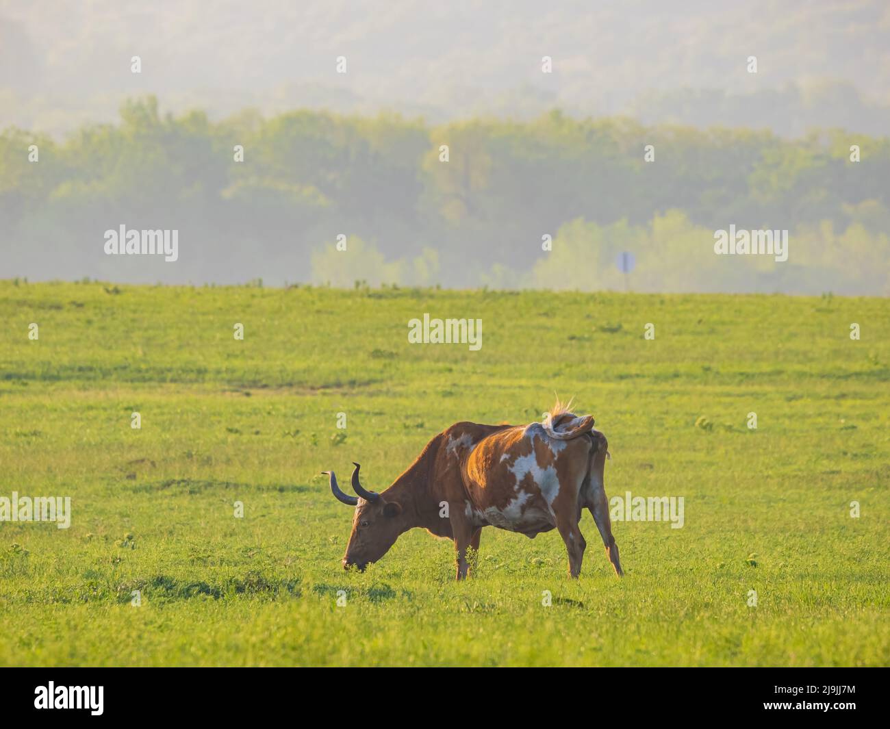 Close up shot longhorn cow hi-res stock photography and images - Alamy