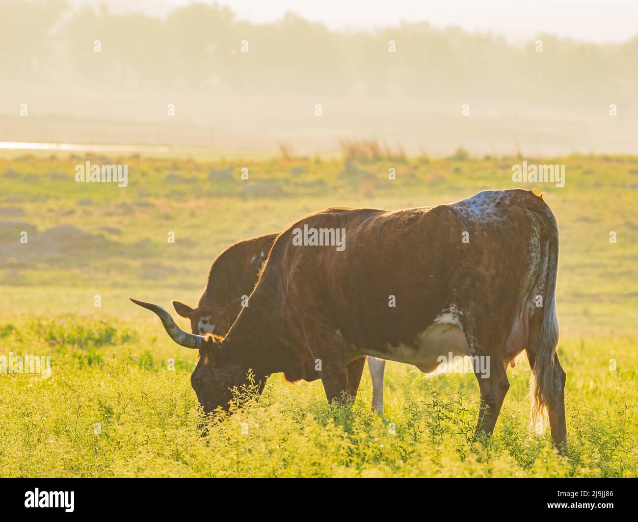 Close up shot longhorn cow hi-res stock photography and images - Alamy