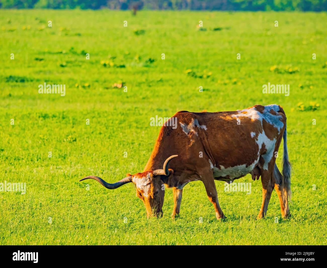 Close up shot longhorn cow hi-res stock photography and images - Alamy
