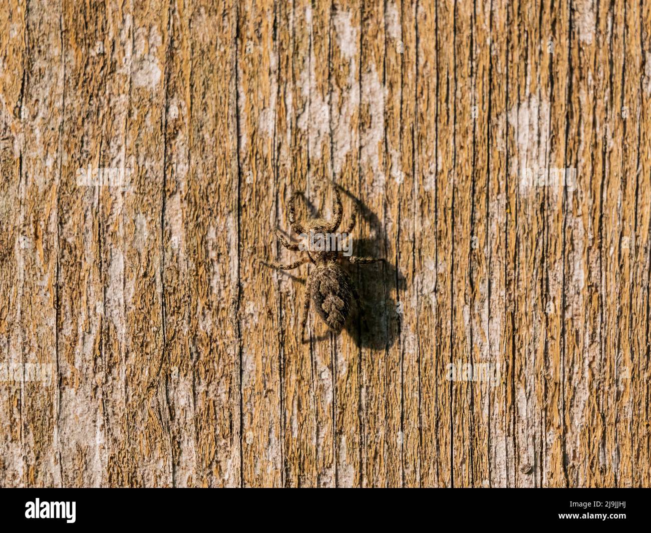 Close up shot of tan jumping spider at Oklahoma Stock Photo Alamy