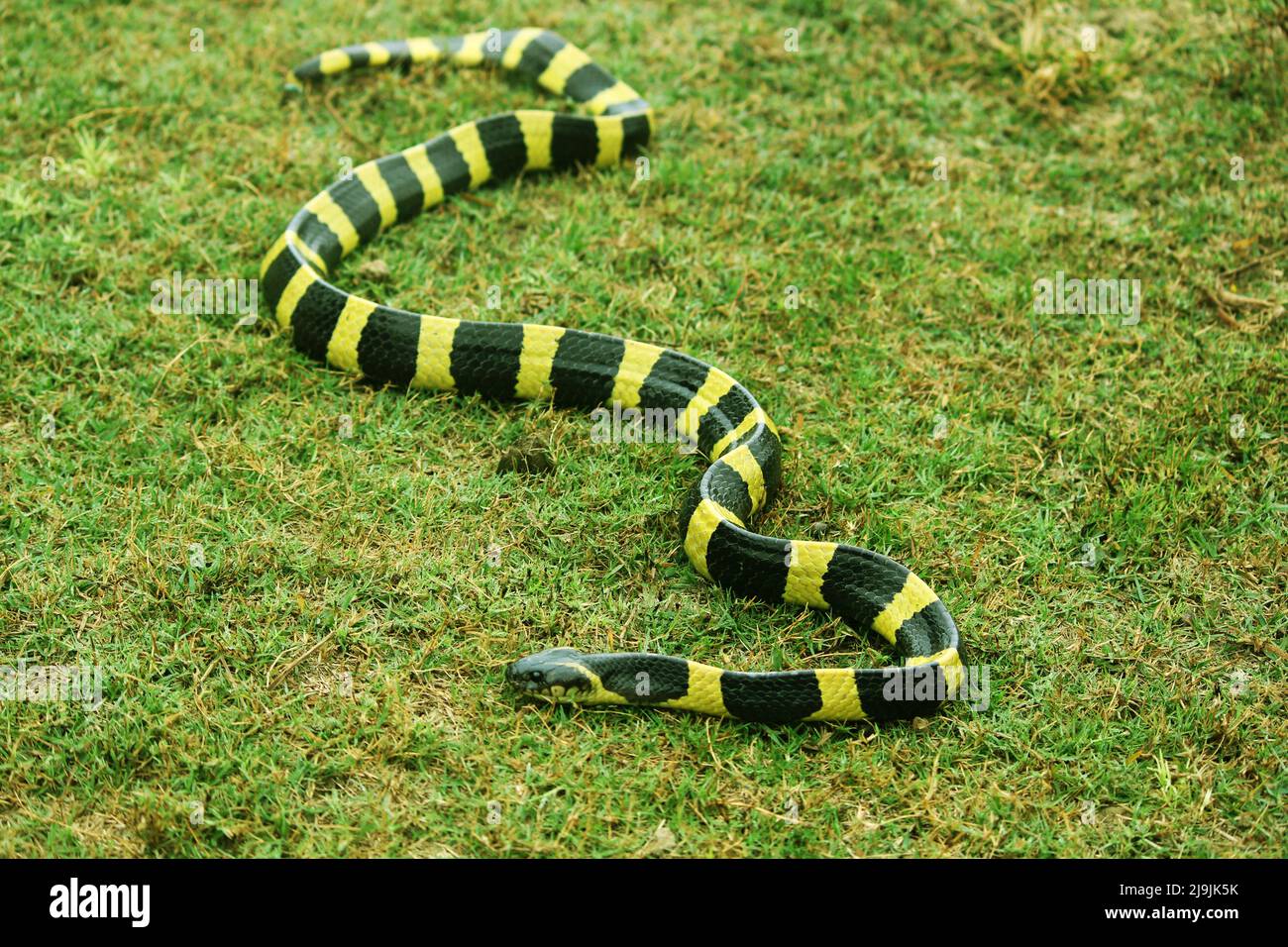 The banded krait is a species of elapid snake found on the Indian Subcontinent, in Southeast Asia, and in southern China. Stock Photo