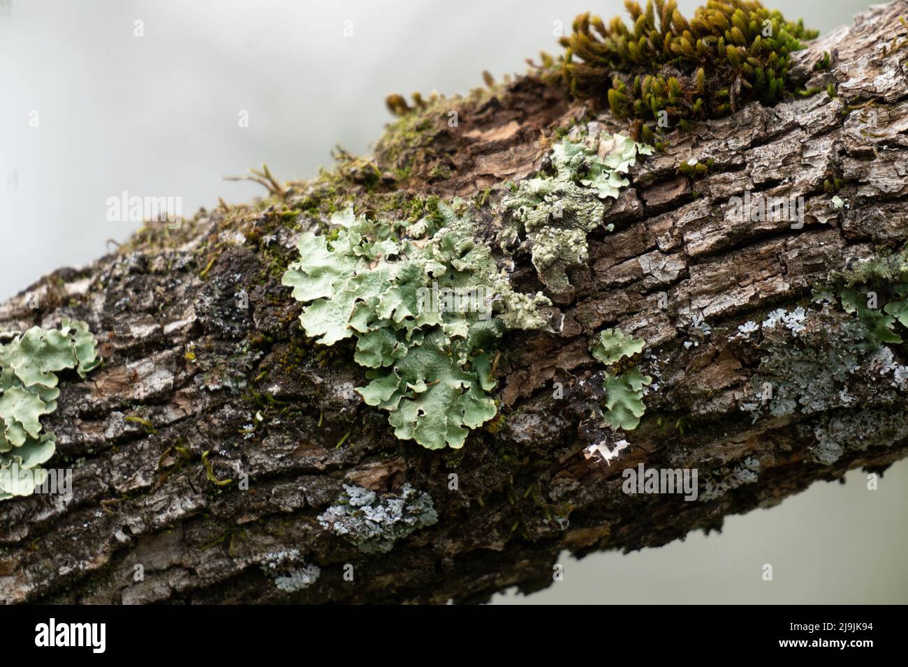 Old pine bark on lichen hi-res stock photography and images - Alamy