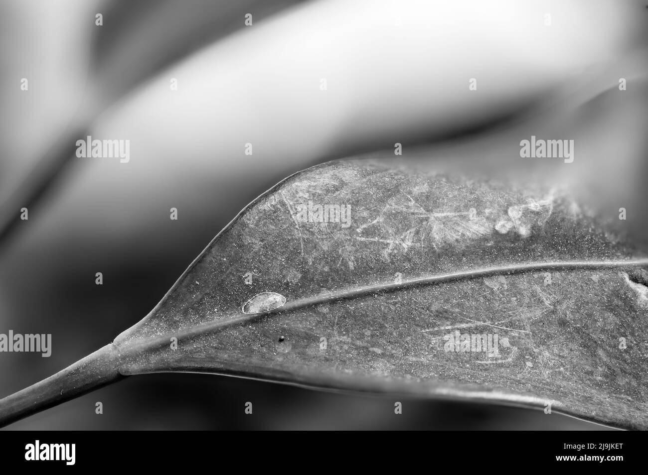 Focus on a single pest scale insect on an indoor houseplant leaf. Stock Photo