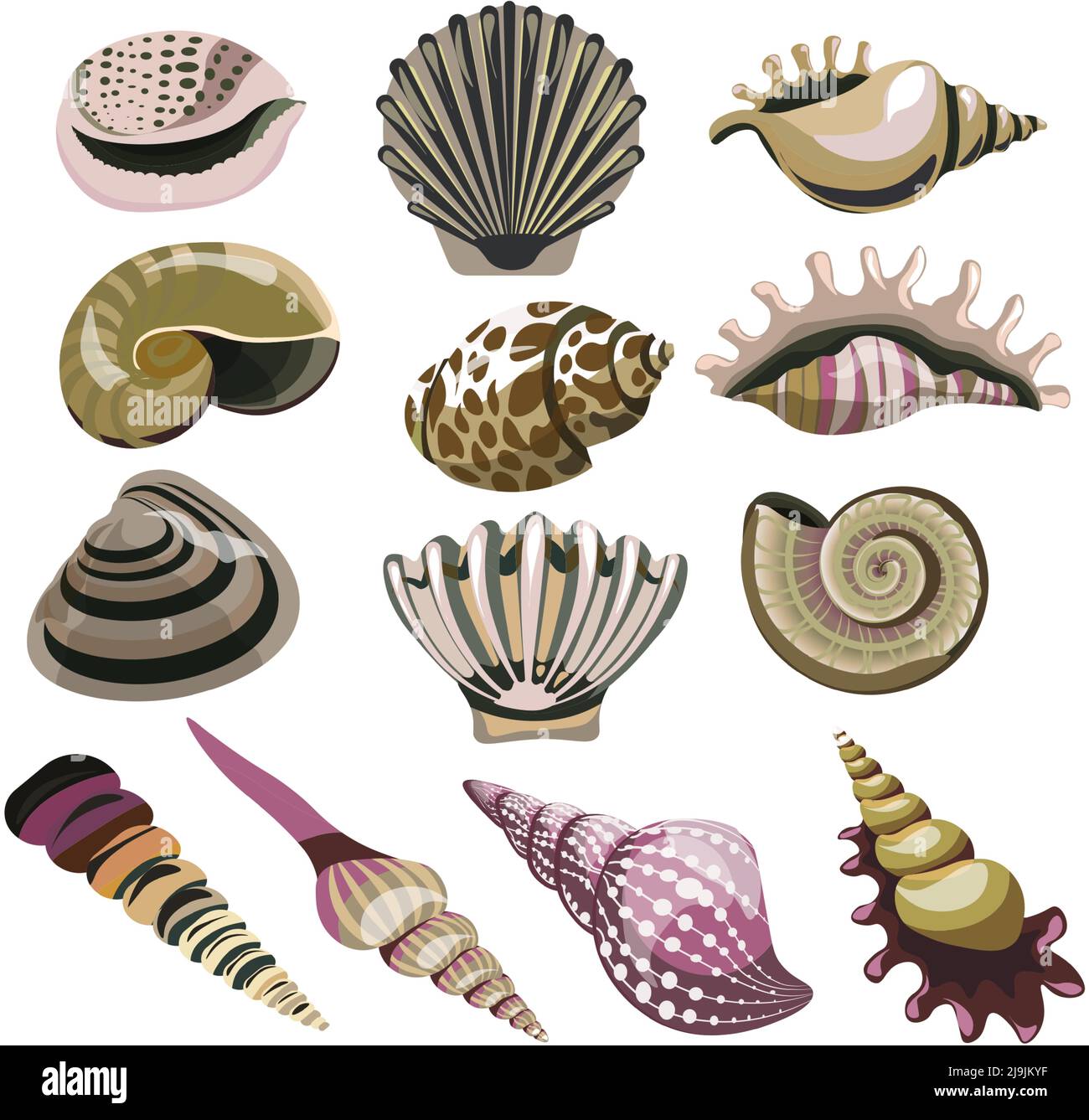 Shells and mollusks, seashell and conch decor Stock Vector Image & Art