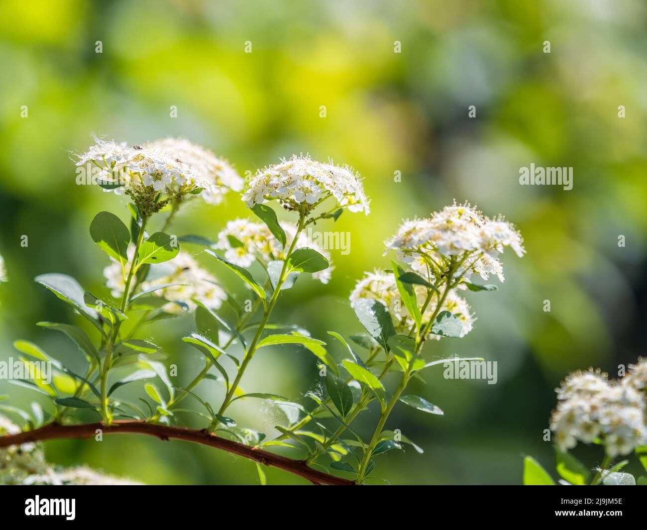Spiraea chamaedryfolia or germander meadowsweet or elm-leaved spirea white flowers with green background. Magnificent shrub Spiraea chamaedryfolia Stock Photo