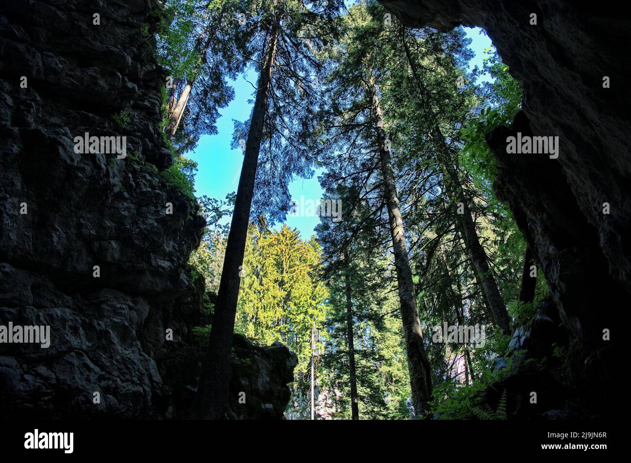 Tall coniferous trees - view from the cave Stock Photo