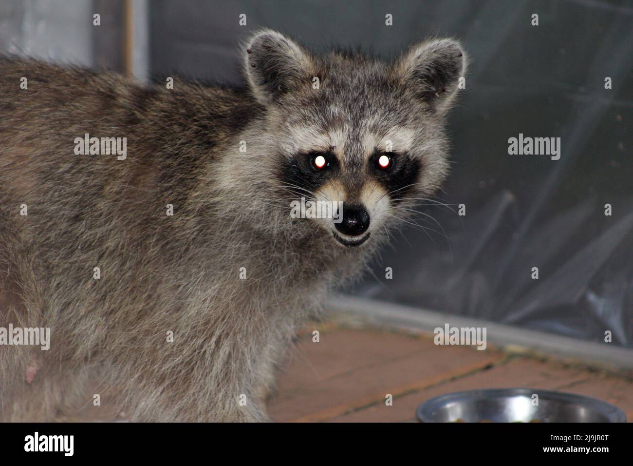 A Young Mother Raccoon Looking for Food on the Deck Stock Photo