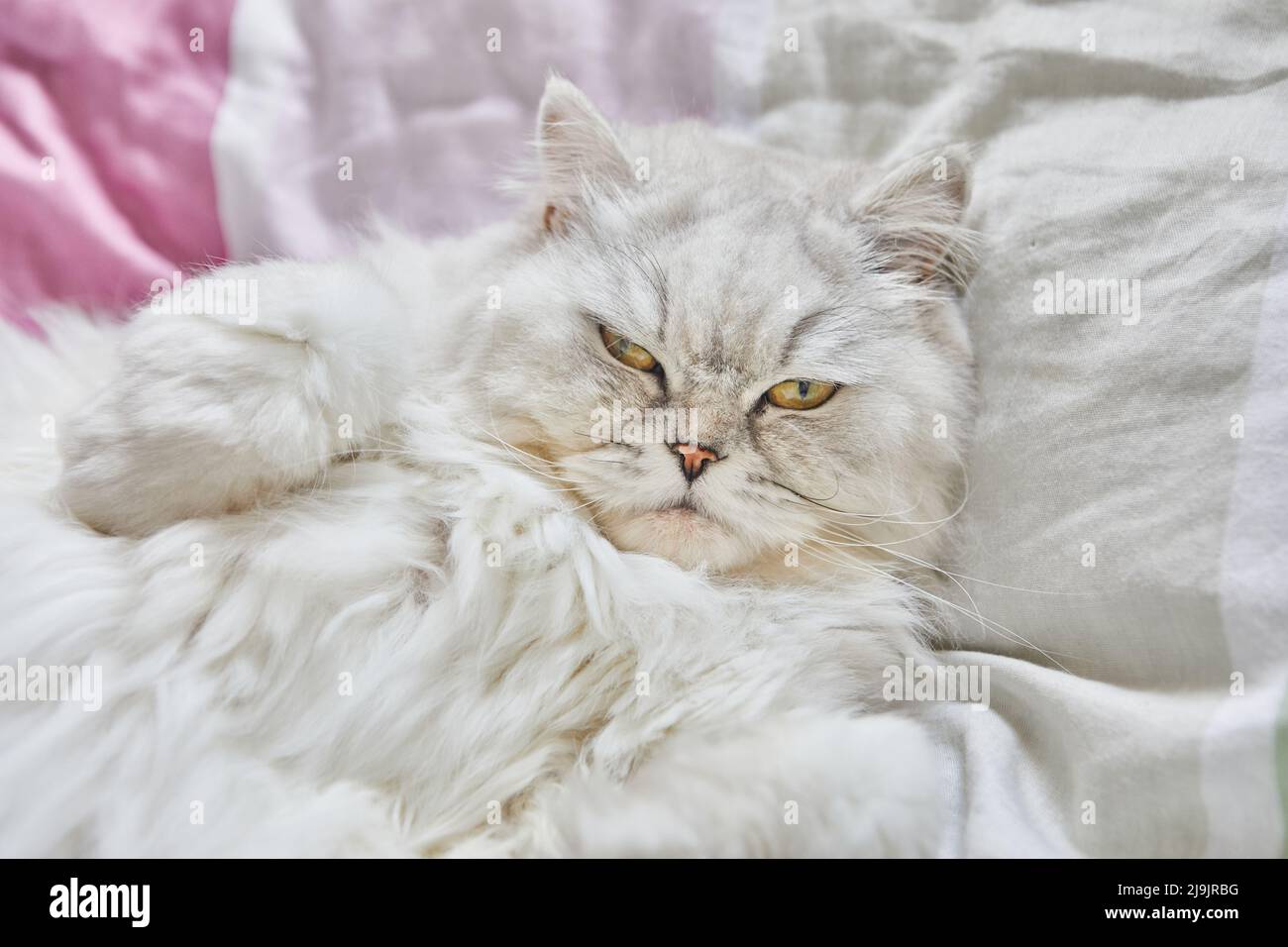 British longhair white cat lies on his back in bed. Stock Photo