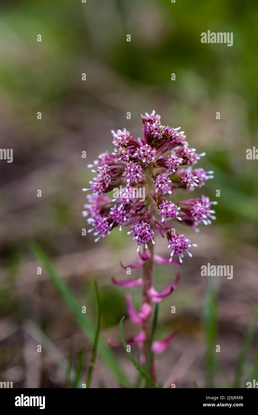 Petasites hybridus flower in meadow, close up Stock Photo - Alamy