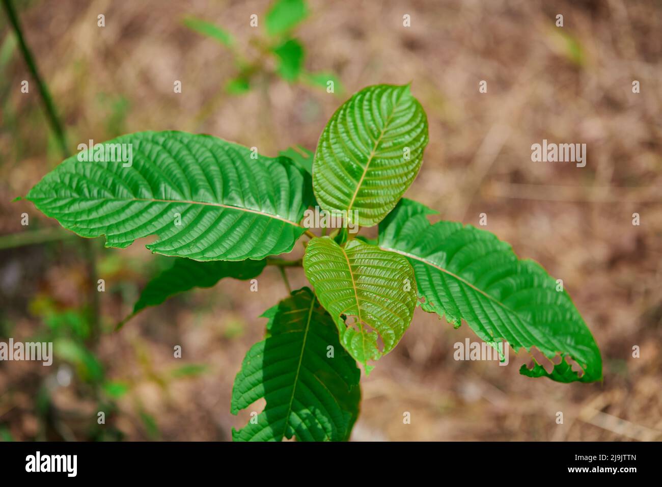 Mitragyna speciosa leaf in the plantation Stock Photo