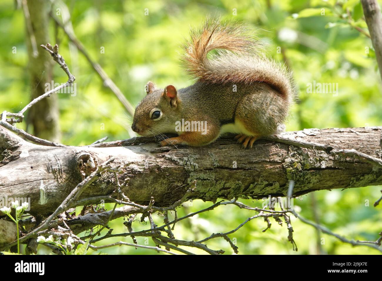 American red squirrel (Tamiasciurus hudsonicus) on a tree branch in Indiana, USA Stock Photo