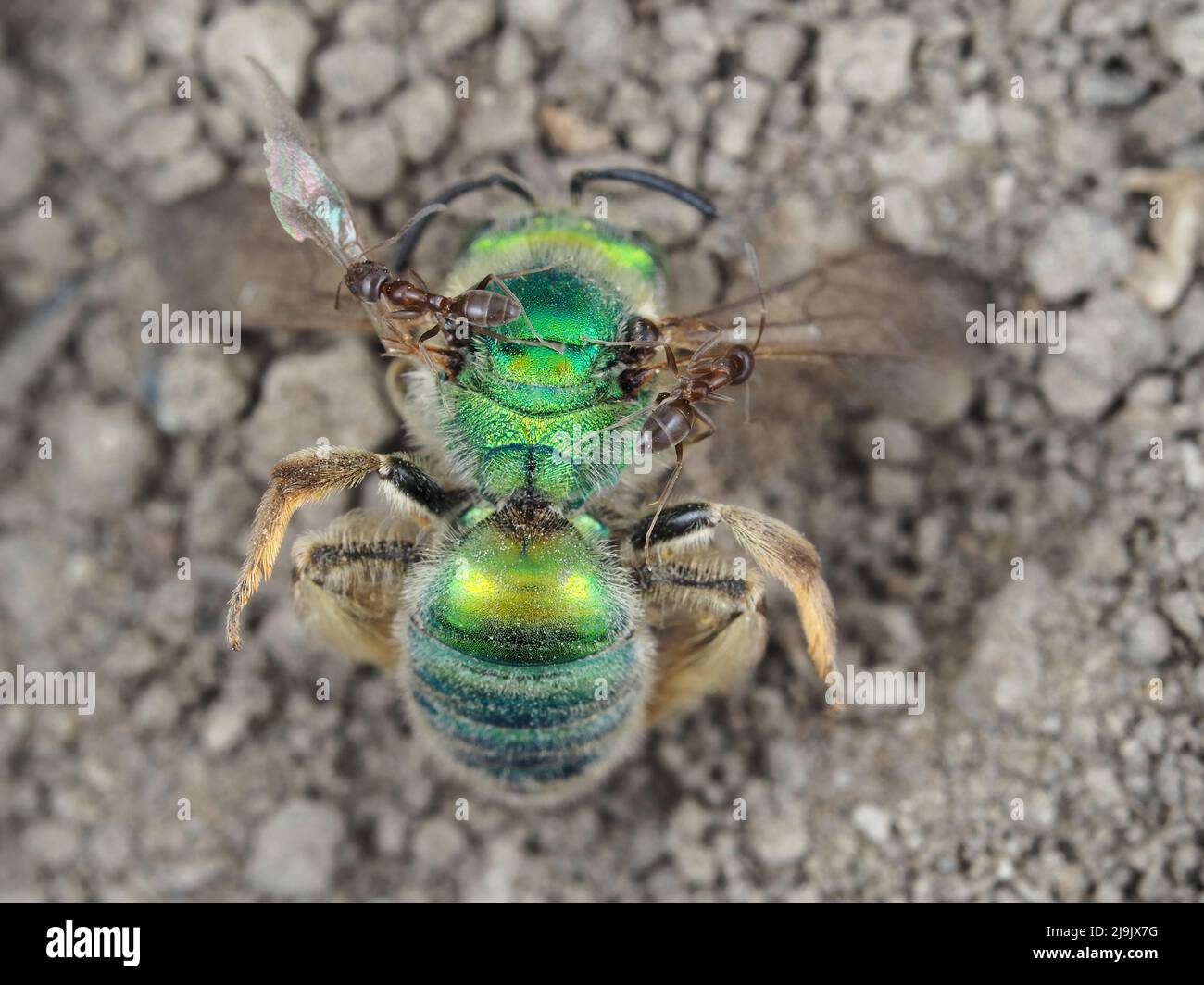 Ants on dead metallic green sweat bee from genus Agapostemon Stock Photo