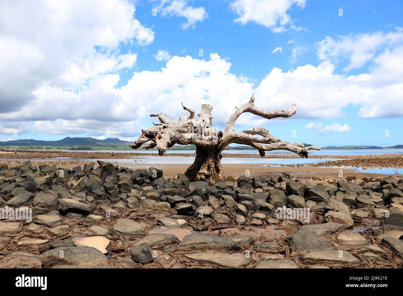 Alone on the beach stands a dead mangrove. Idyllically it waits for the tide. Stock Photo