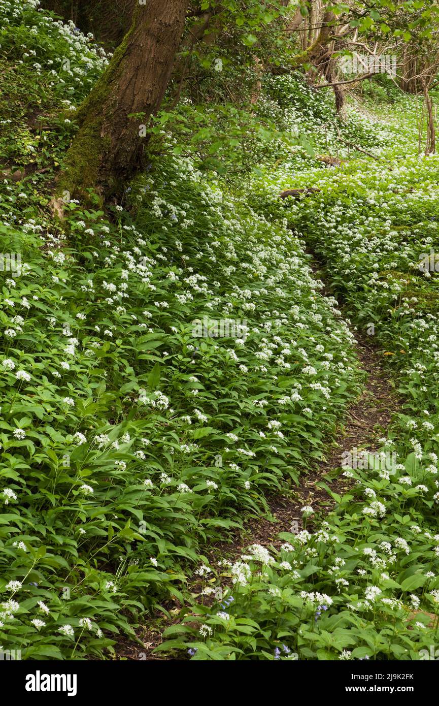 Thornaby wood hires stock photography and images Alamy