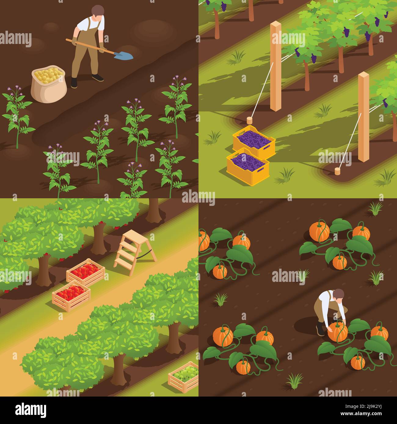 Harvesting concept 4 isometric composition with farm workers digging potato picking grape collecting pumpkins vector illustration Stock Vector