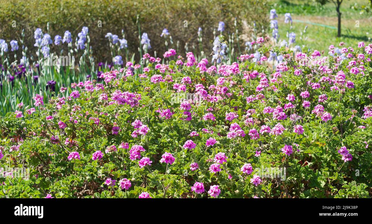 Large clump of pink pelargonium in a garden, French riviera. Stock Photo