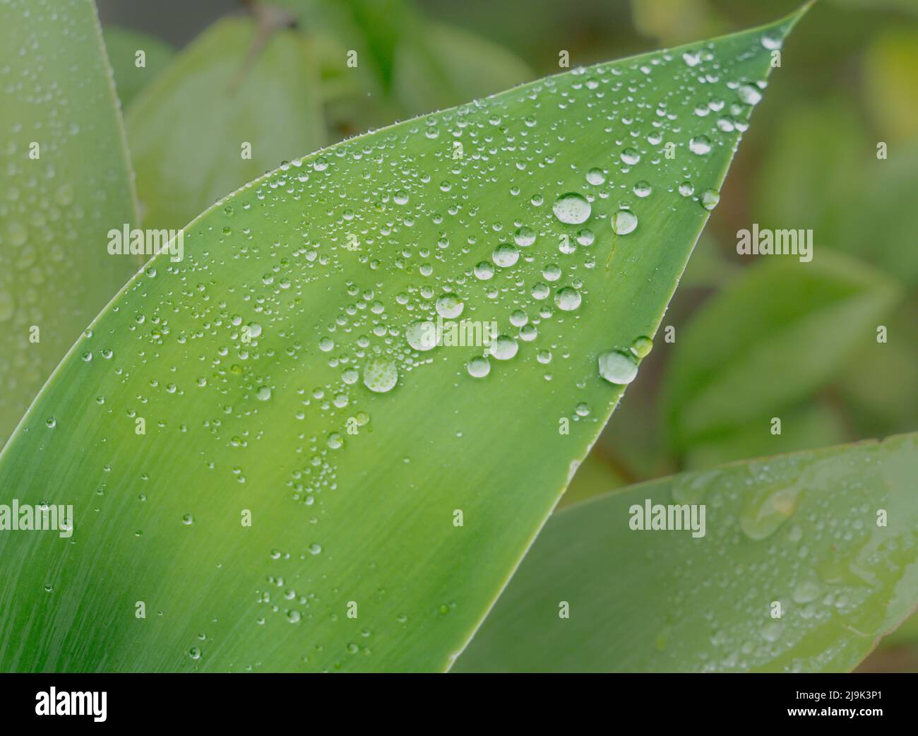 Close up of beads of rainwater on a green foxtail agave (Agave attenuata) leaf Stock Photo