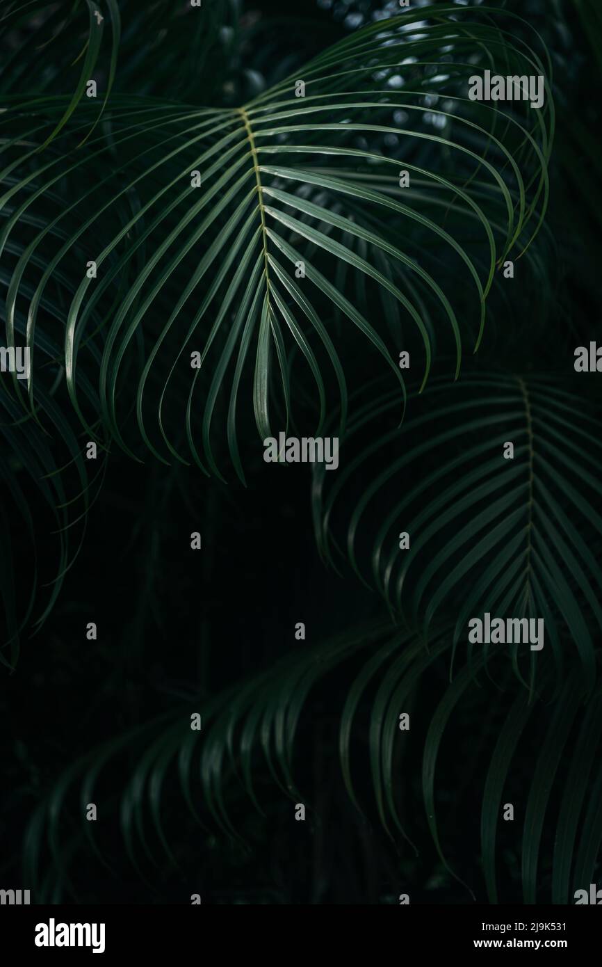 Green palm leaves texture in dark tropical forest background Stock Photo