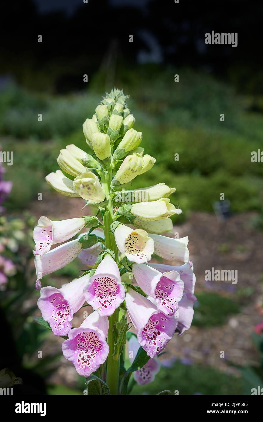 Digitalis purpurea excelsior (PLANTAGINACEAE) flower Stock Photo