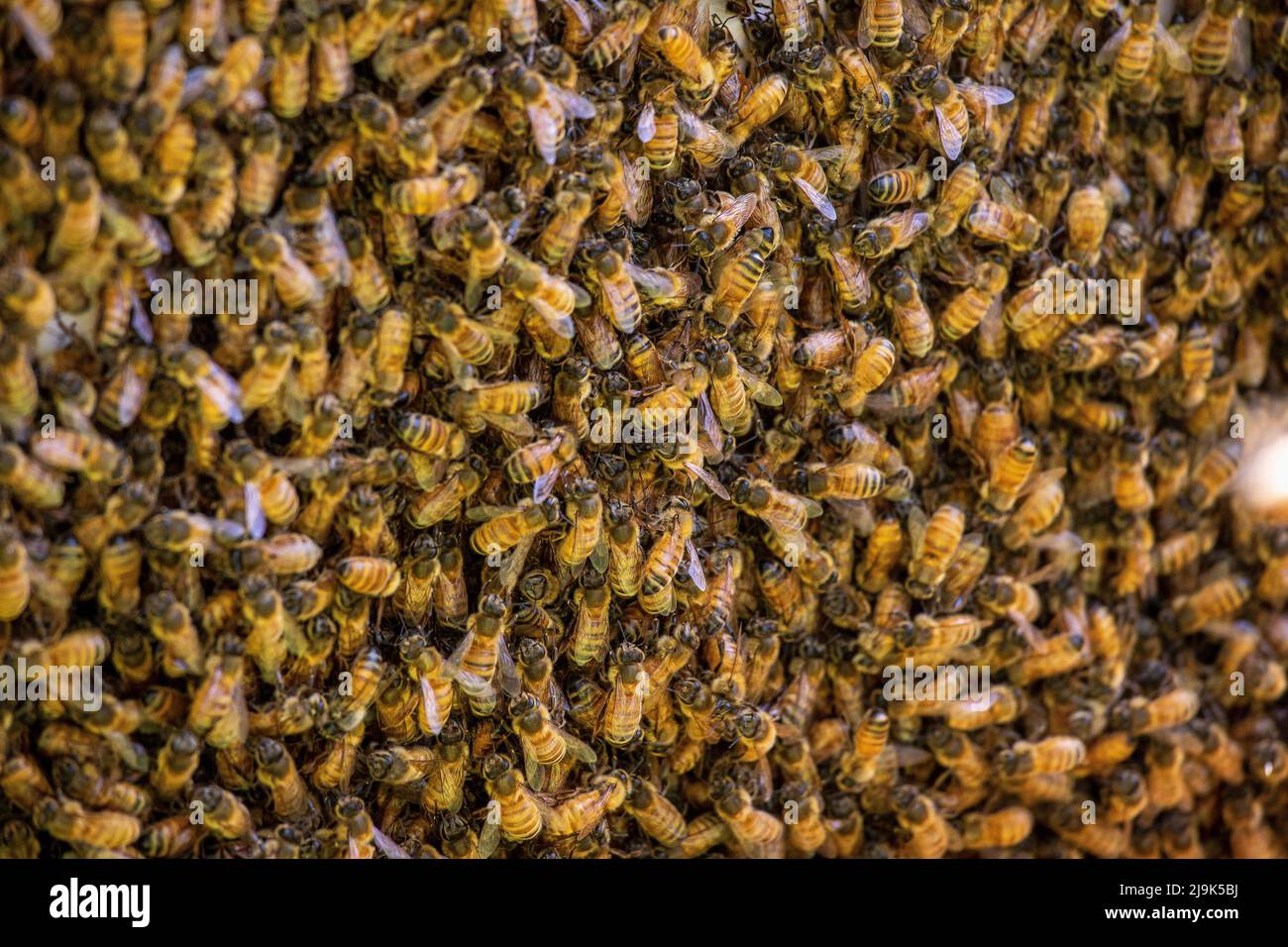 Full frame Ligurian Bees on hive Stock Photo