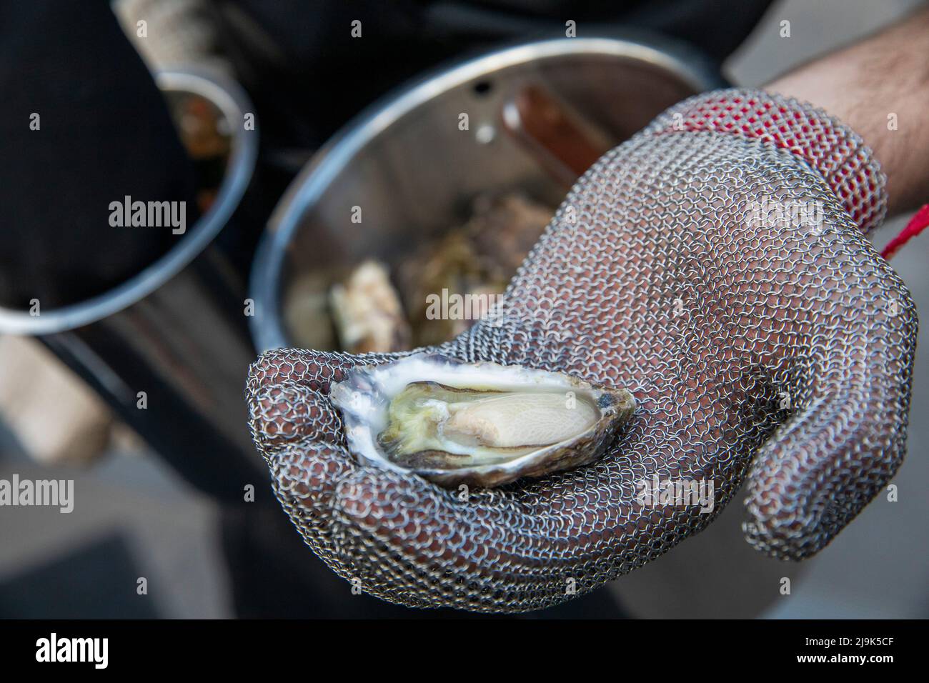 Close up hand in chainmail glove holding fresh oyster Stock Photo