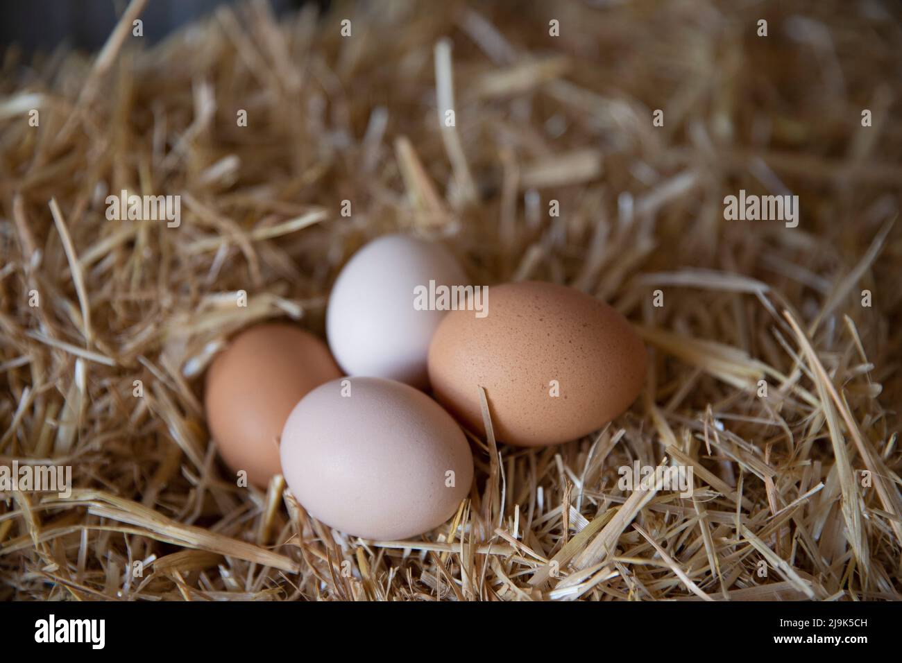 Close up fresh, organic brown eggs in straw Stock Photo