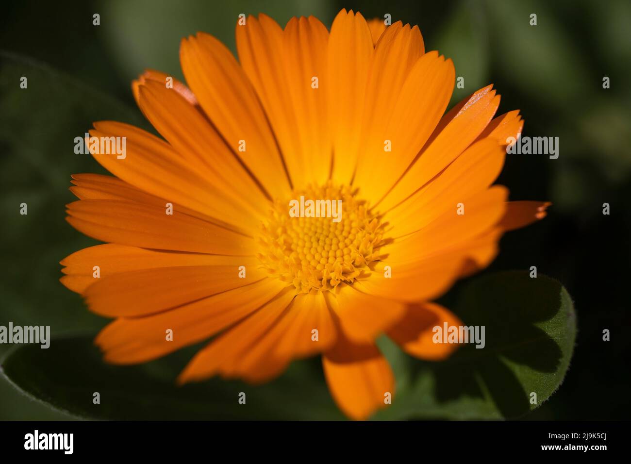 Close up vibrant orange daisy blooming Stock Photo