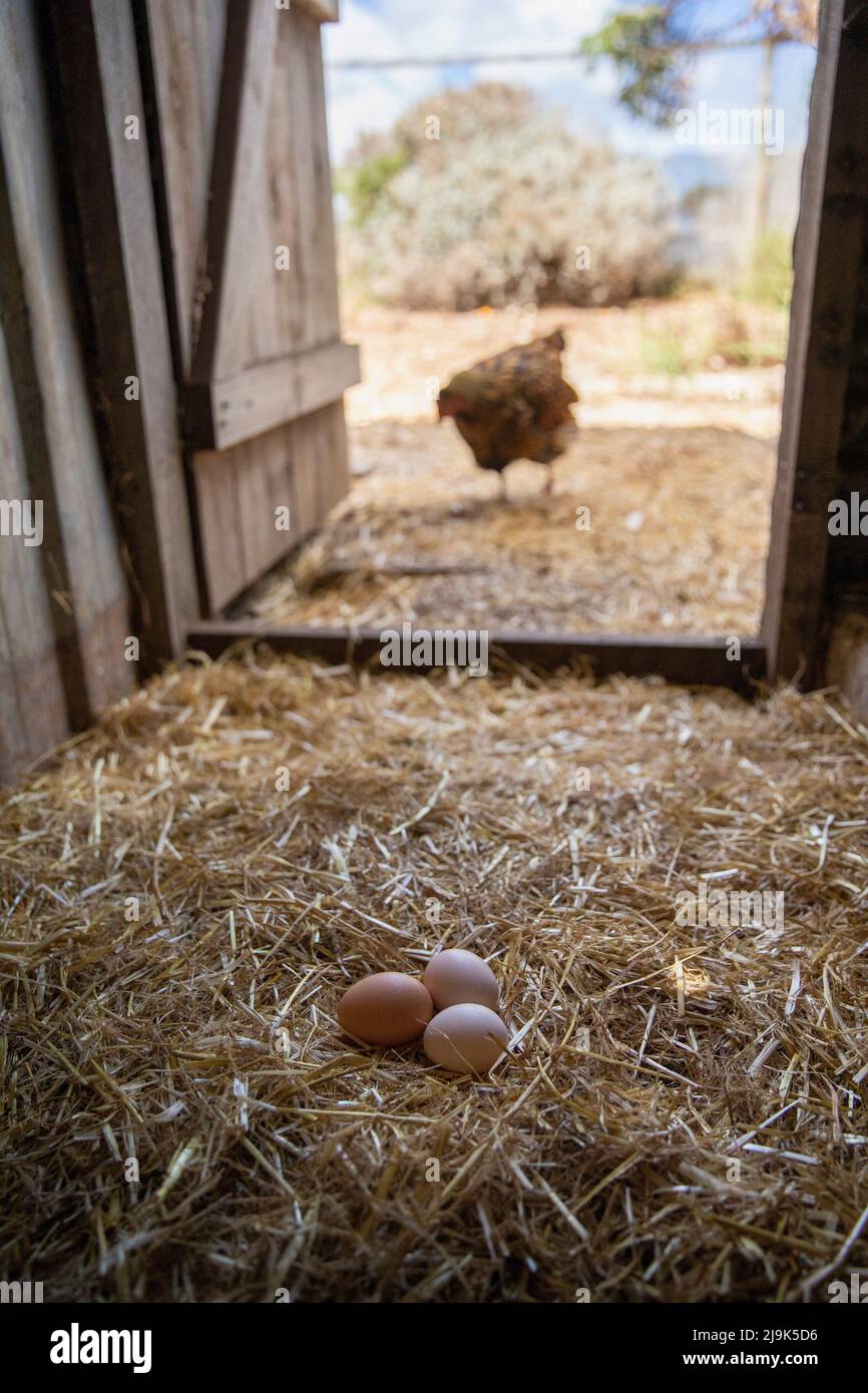Chicken outside coop with eggs in straw Stock Photo