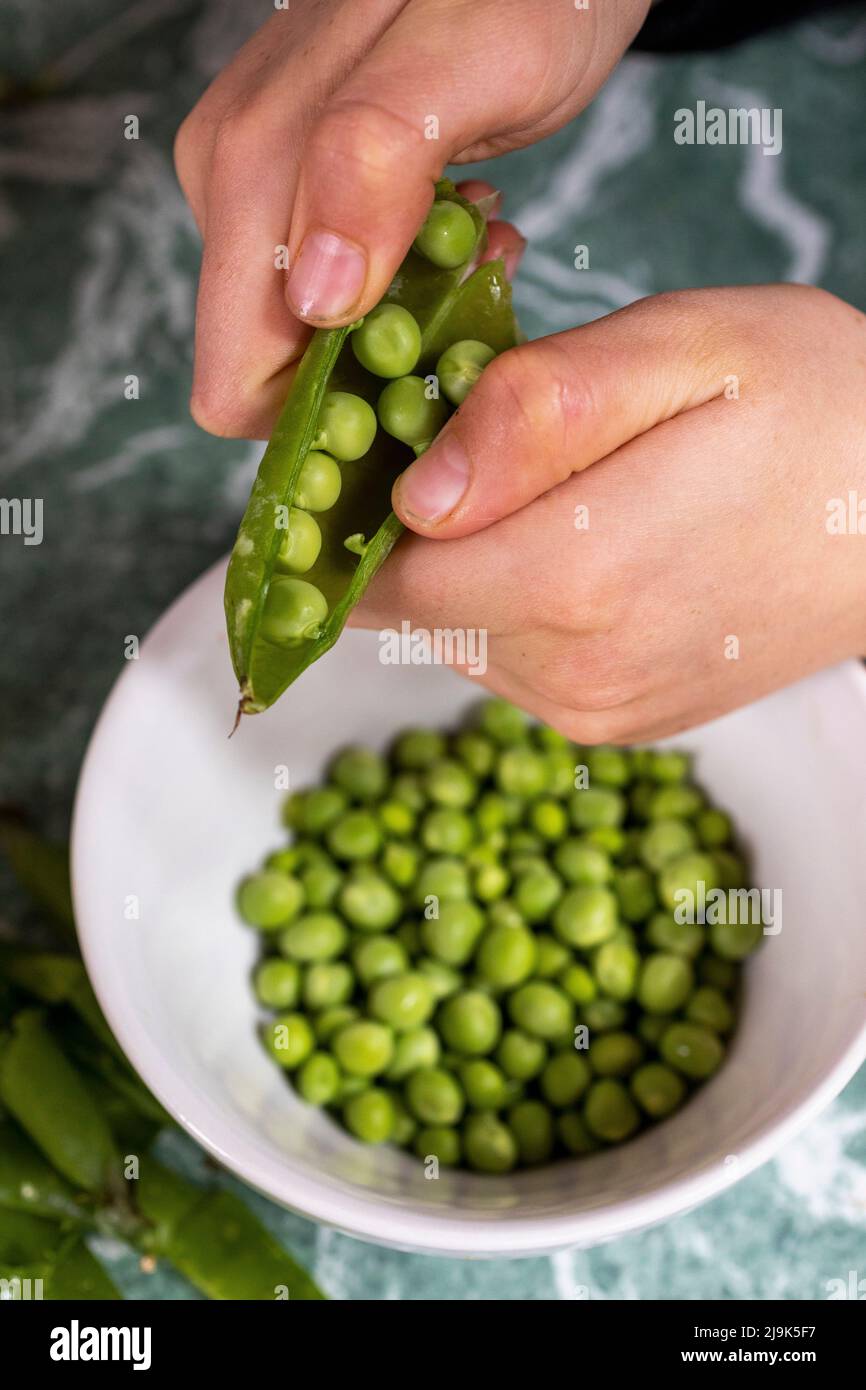 Close up hands of boy shelling fresh green peas Stock Photo