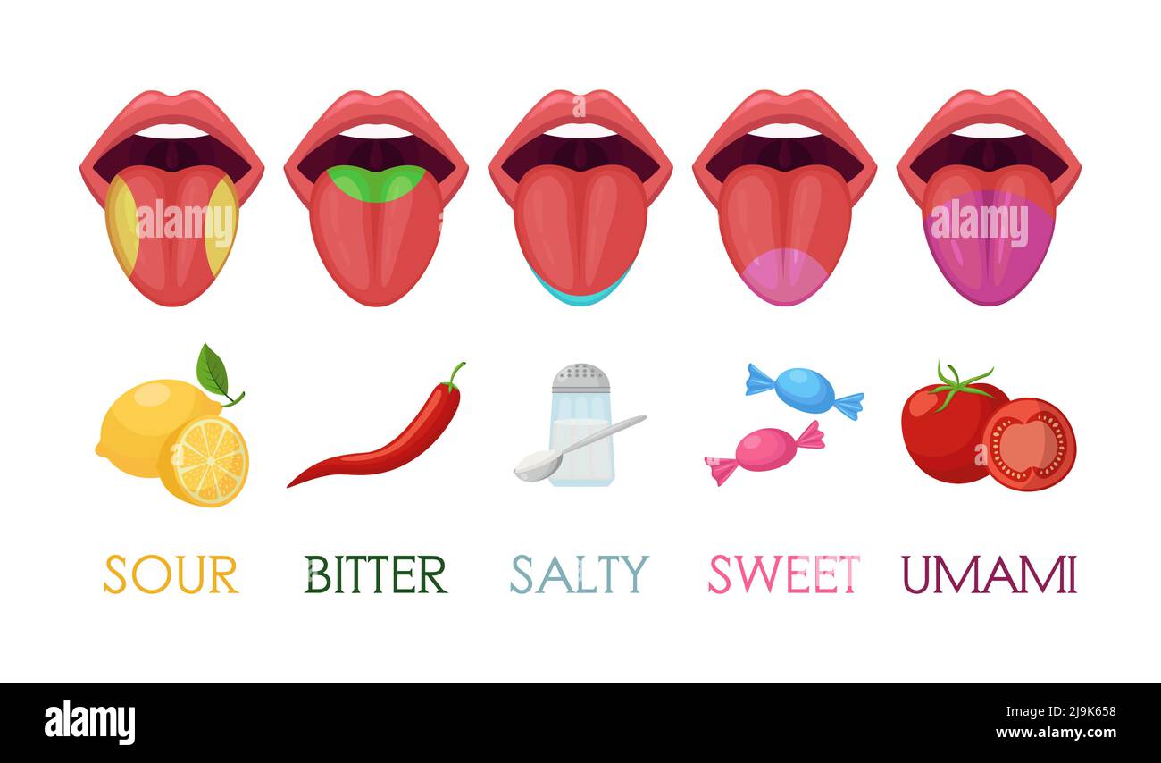 Five basic taste areas on human tongue vector illustrations set. Drawings of zones of sour, bitter, salty, sweet, umami tastes in mouth isolated on wh Stock Vector