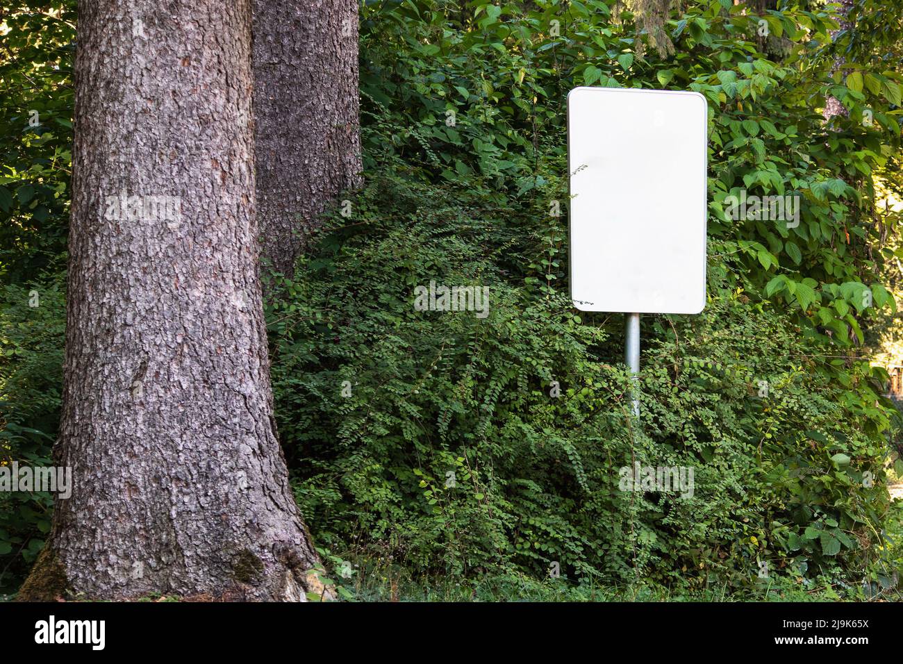 Empty blank sign board on a pole in a forest Stock Photo - Alamy