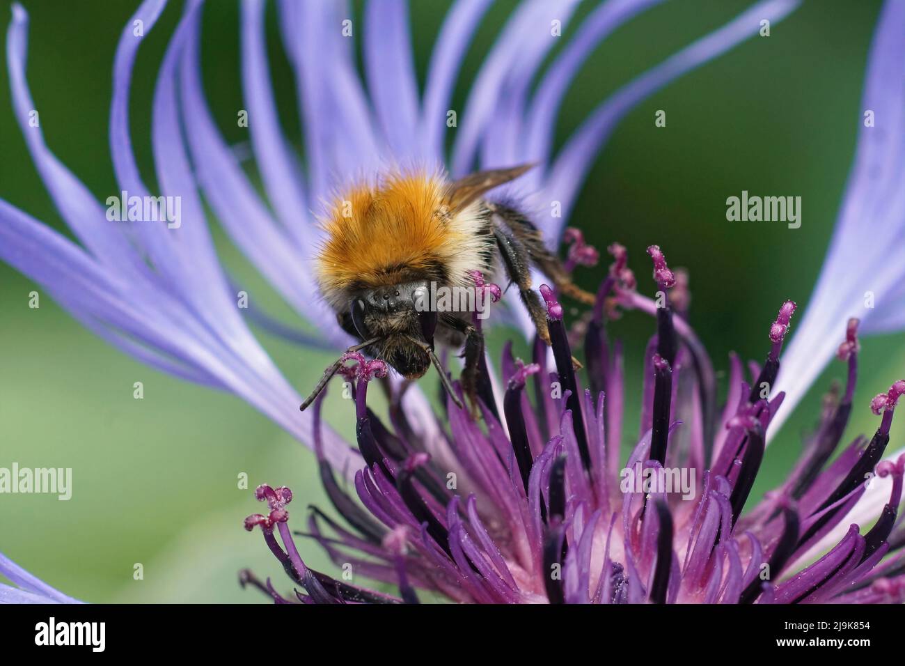 Closeup on a brown banded bumblebee worked, sitting on a blue montane knapweed flower , Centaurea montana in the garden Stock Photo