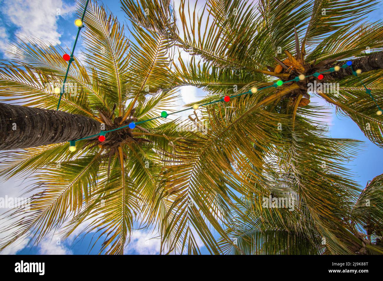 Coconut palm trees decorated with colorful party lights. Stock Photo