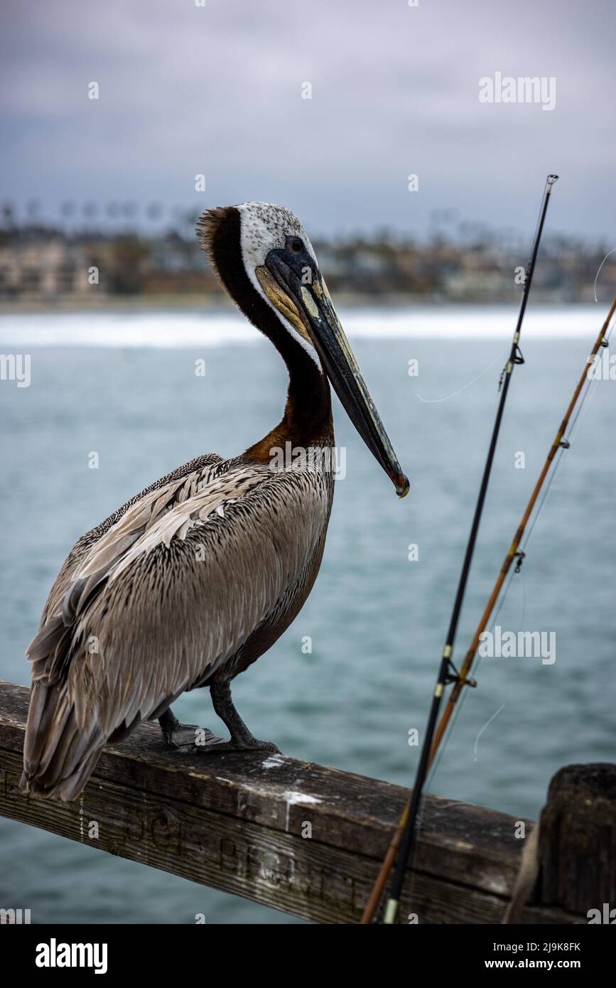 Brown Pelican, Pelecanus occidentalis standing on the railing of a pier next to a fisherman's fishing poles. Stock Photo
