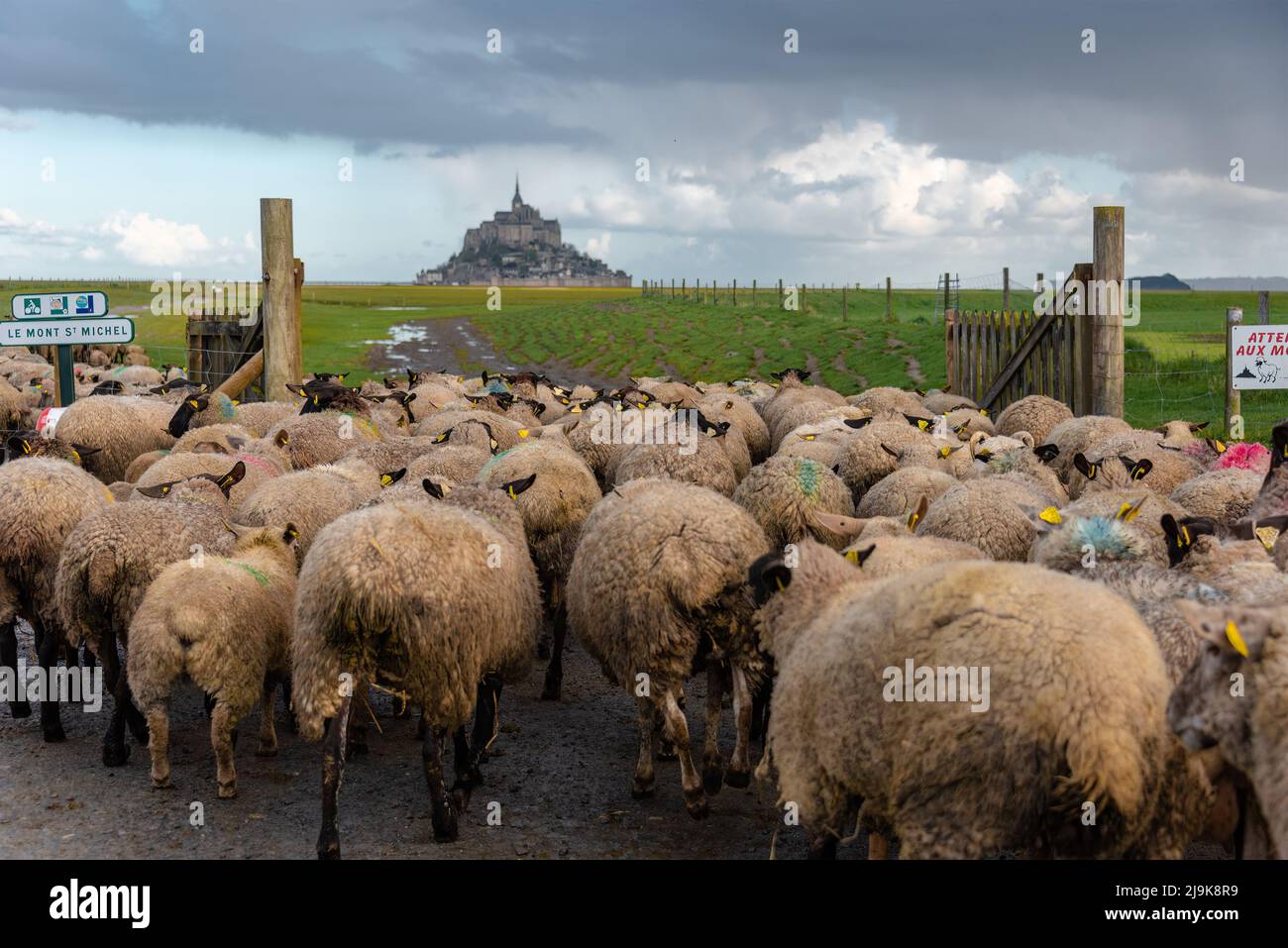 A flock of sheep is herded to the grassland where Mont Saint-Michel is in a distance background. Stock Photo