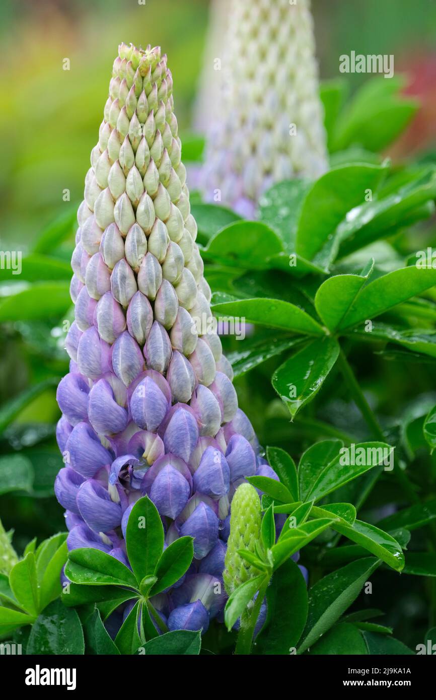 Lupinus 'Persian Slipper', lupin 'Persian Slipper', pale blue flower spikes Stock Photo