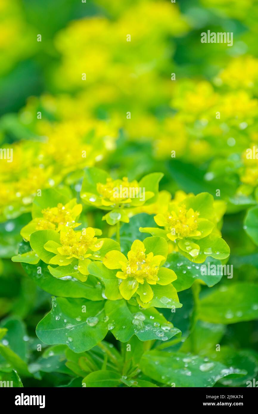 Euphorbia polychroma, Cushion Spurge, Chrome Spurge. Bright golden-yellow flowers, over a cushion of light green leaves. Stock Photo