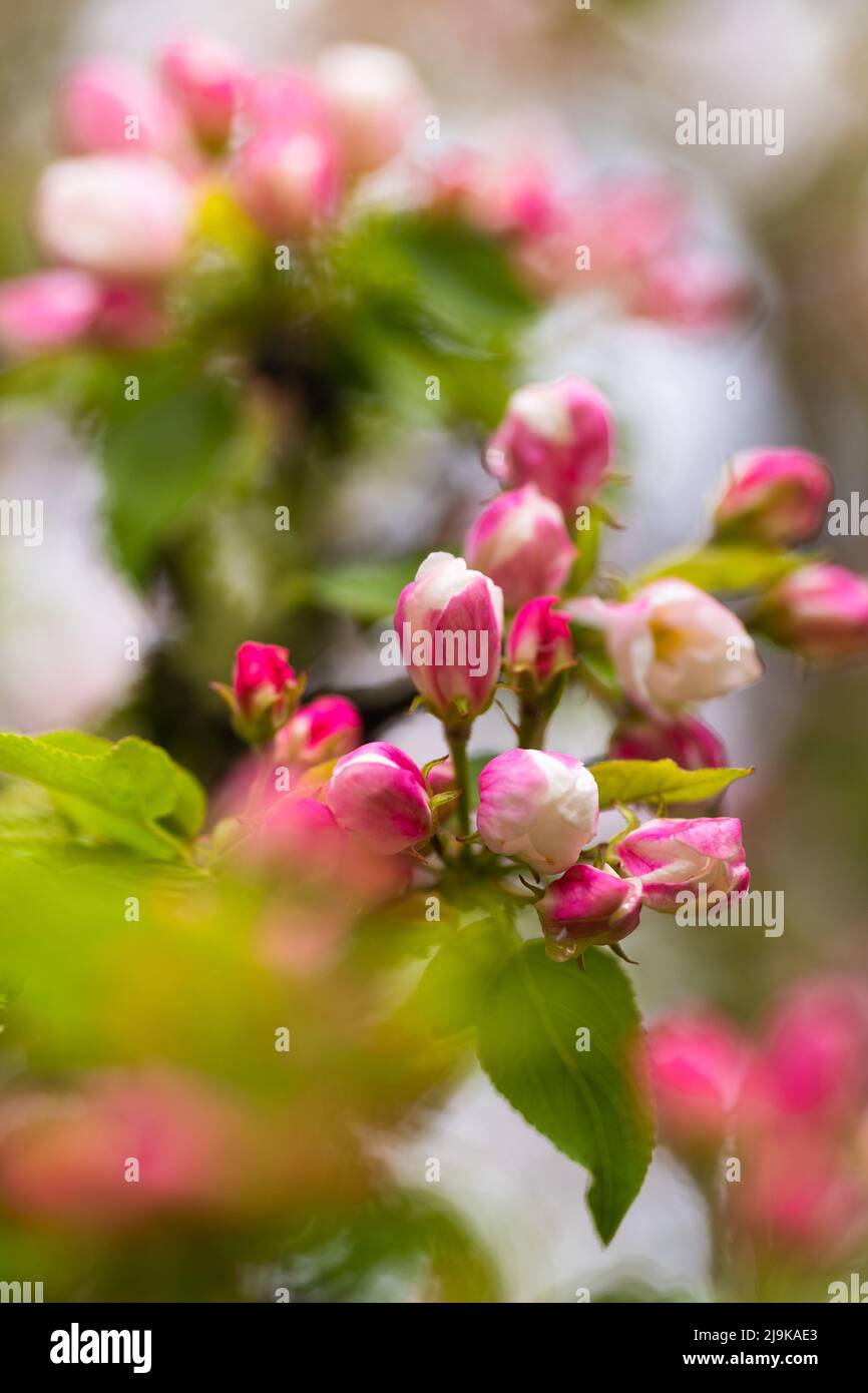 Blooming apple tree in spring after rain Stock Photo - Alamy