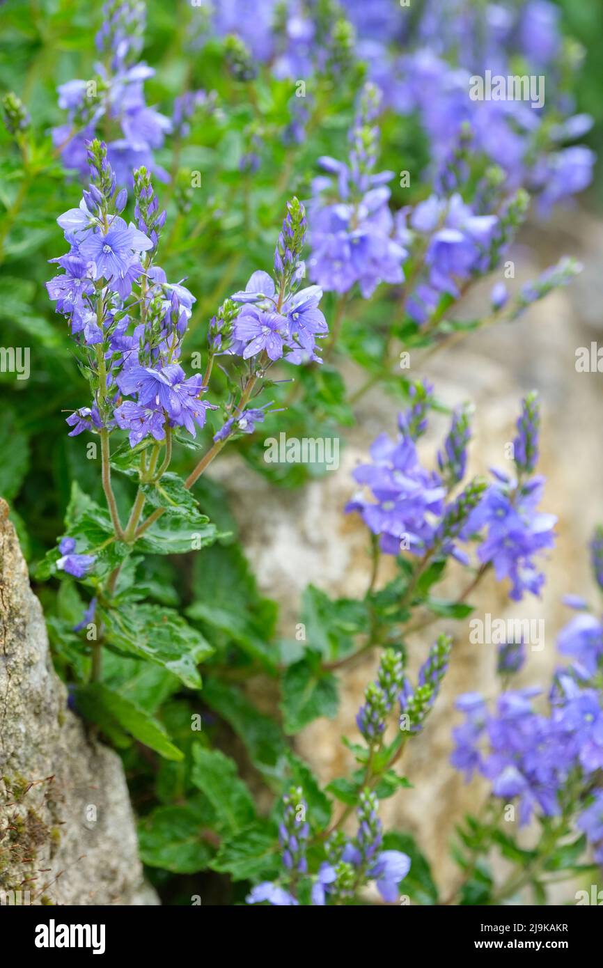 Veronica 'Shirley Blue', speedwell. Vivid blue flowers on plants growing in a rockery Stock Photo