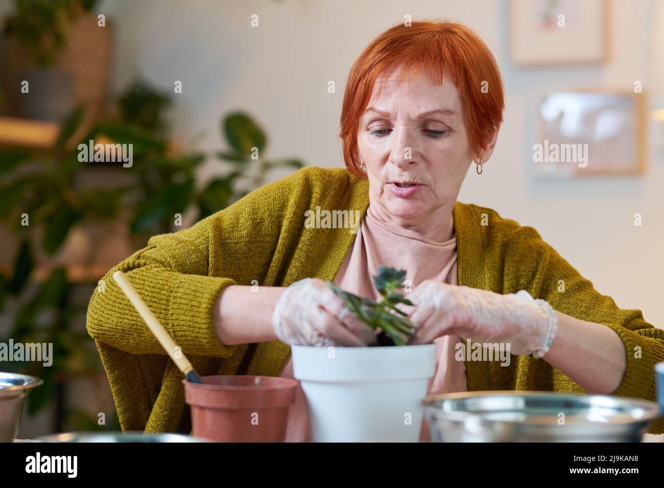 Mature red haired woman planting flowers in pots at table during seasonal time Stock Photo