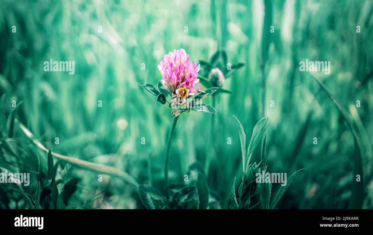 A bee on a clover flower. Trifolium pratense, pink clover in the meadow. Clover with pink flowers and Poa annua, or annual meadow grass on the lawn Stock Photo