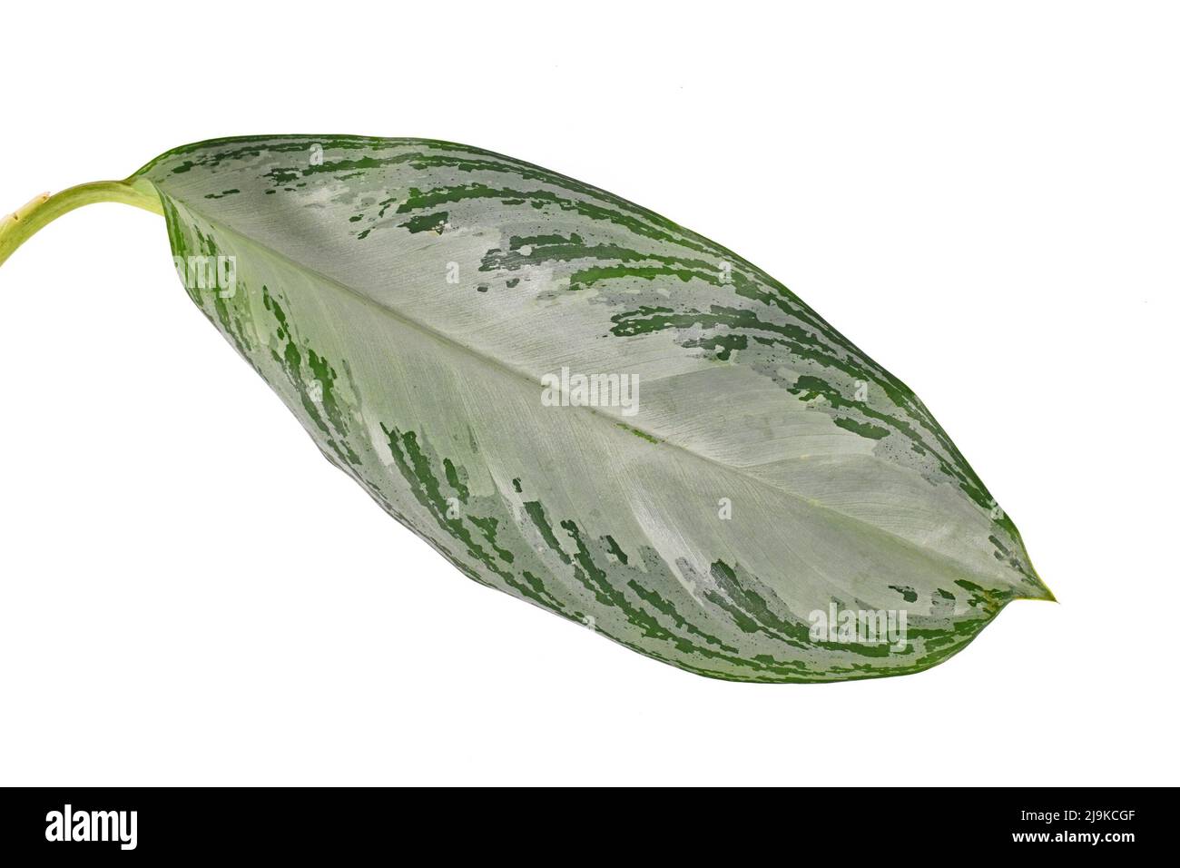 Single leaf of tropical 'Aglaonema Silver Bay' houseplant with silver pattern on white background Stock Photo