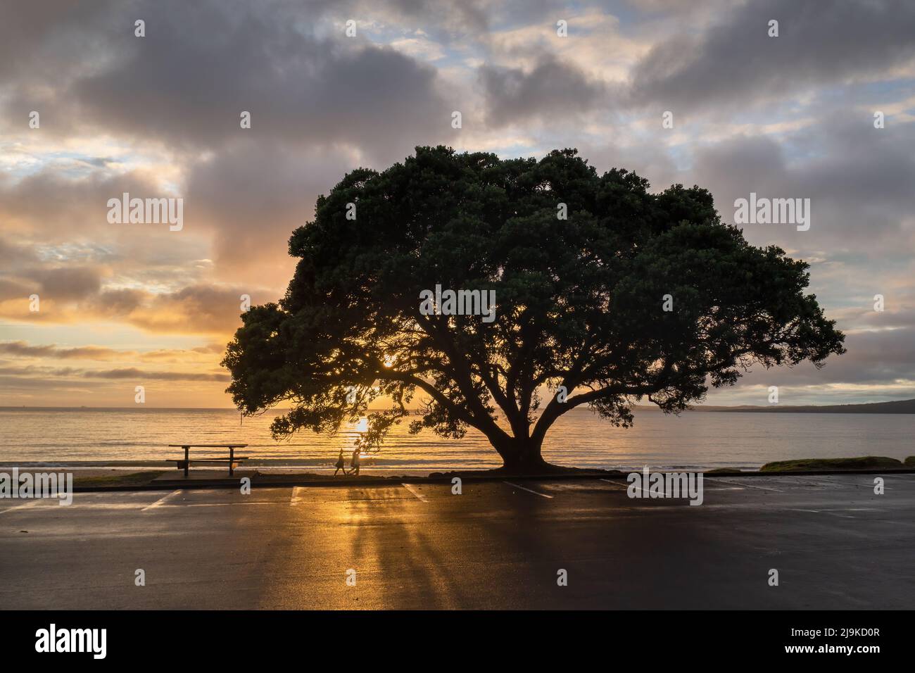 People walking on a beach, Sun shining through a giant Pohutukawa tree, Auckland. Stock Photo