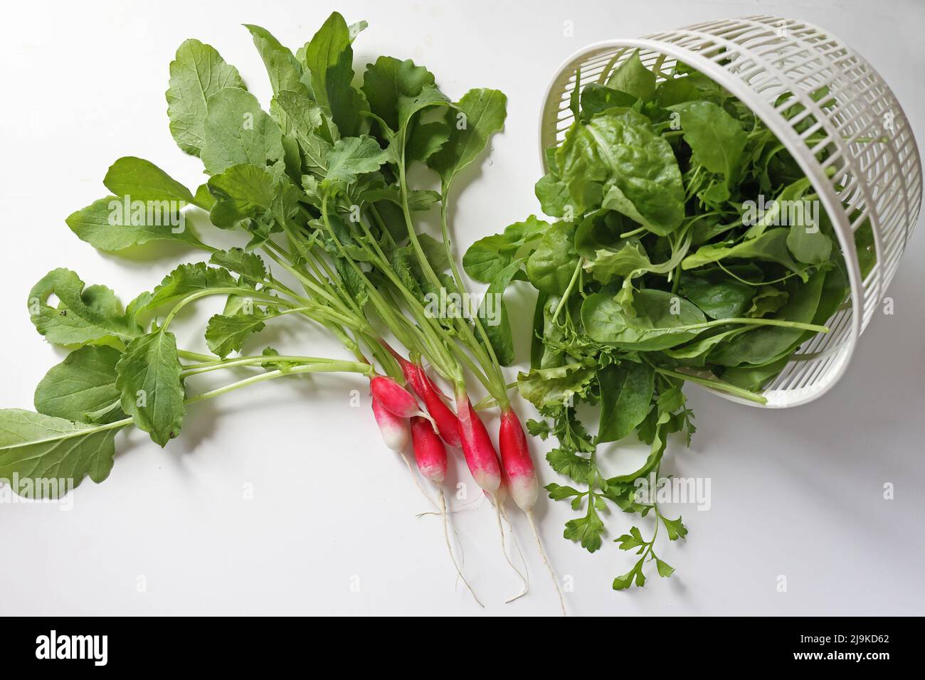 fresh organic home grown farm vegetables red radish green curly