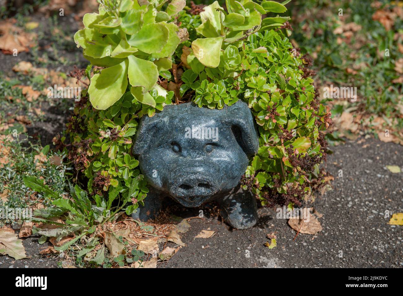 Stone pig statue hires stock photography and images Alamy
