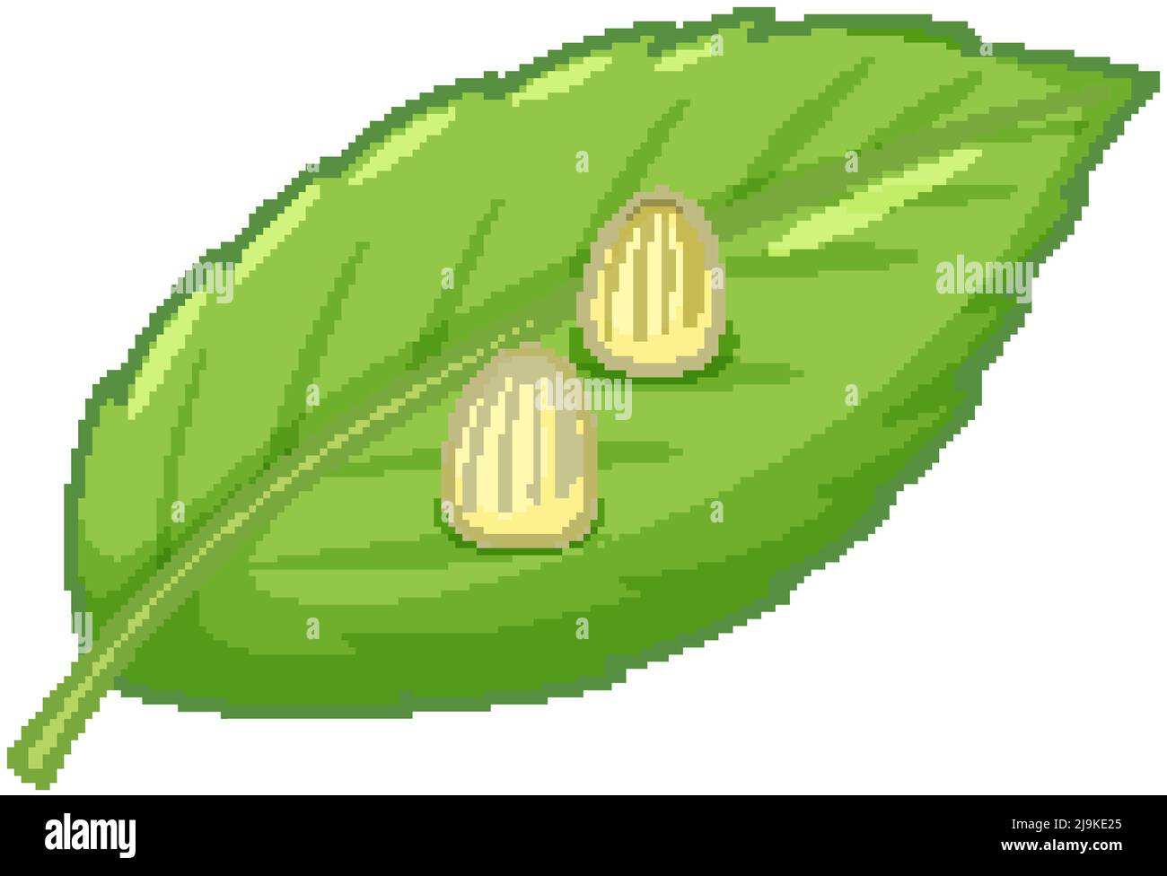 A life cycle of a butterfly Stock Vector Images Alamy