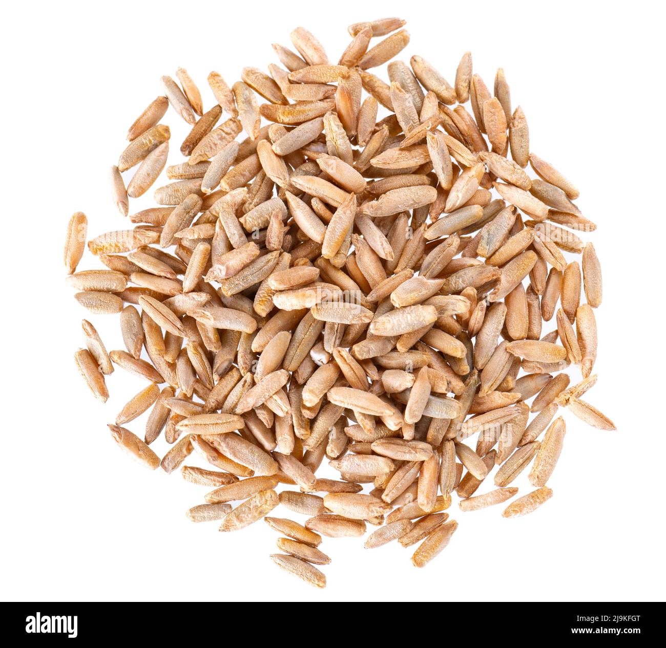Rye grains isolated on white background. Pile of rye malt seeds close ...