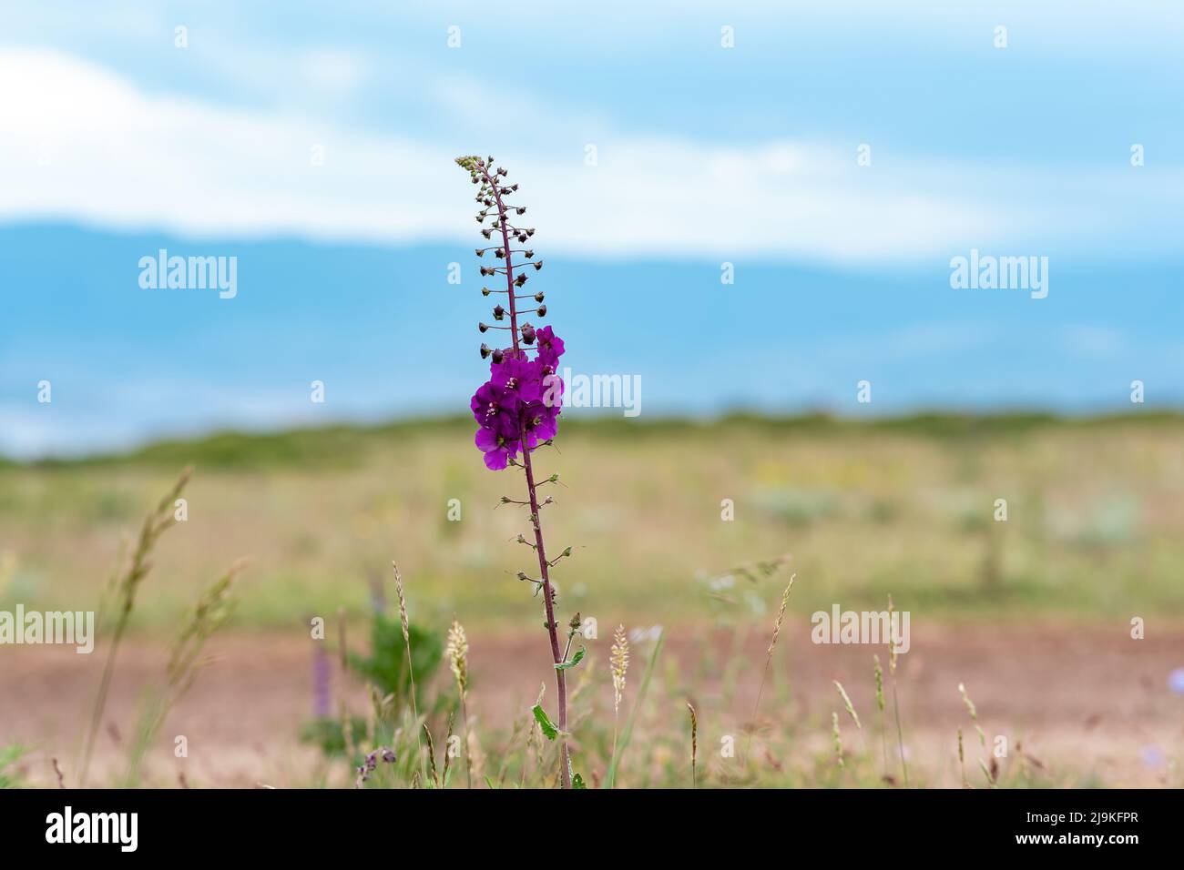 beautiful purple mullein flower against blurred spring landscape Stock Photo