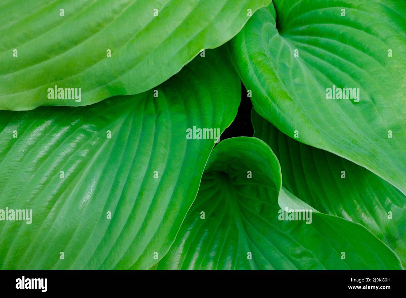 bright green hosta leaves in english garden, norfolk, england Stock Photo