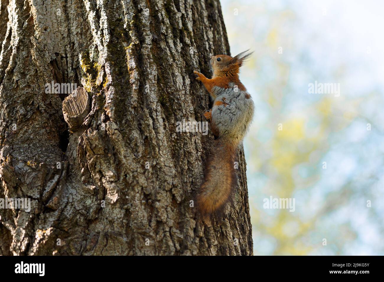 Red squirrel on tree spring coat color change. Squirrel sheds. Spring color of animal. High quality photo Stock Photo